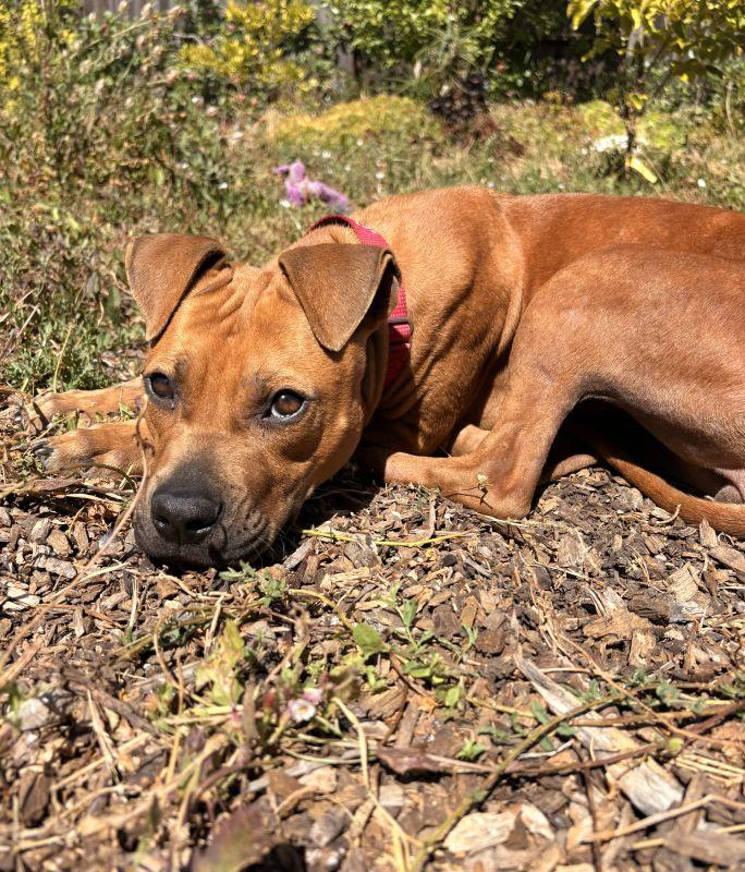 Enlarge Cheetah Girl, a ADOPTABLE Pit Bull Terrier in Berkeley, CA image 1/6