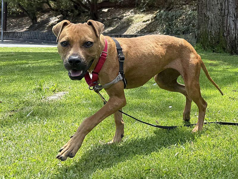 Cheetah Girl, ADOPTABLE, Puppy Female Pit Bull Terrier.