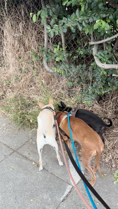 Enlarge Cheetah Girl, a ADOPTABLE Pit Bull Terrier in Berkeley, CA video 6/6