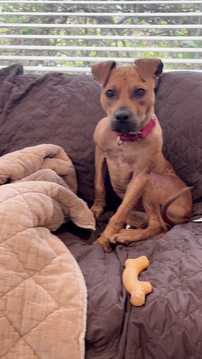 Enlarge Cheetah Girl, a ADOPTABLE Pit Bull Terrier in Berkeley, CA video 3/6