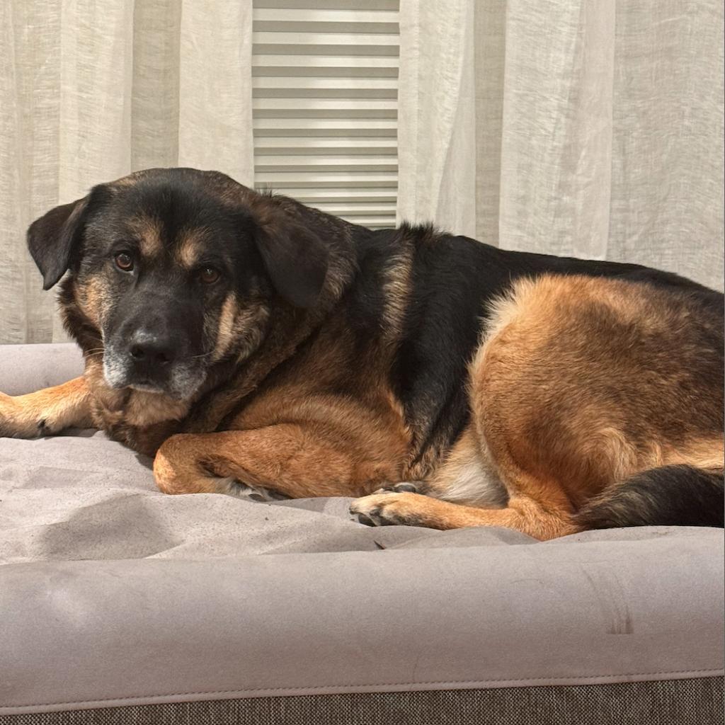 Pear, Adoptable, Senior Male German Shepherd Dog.