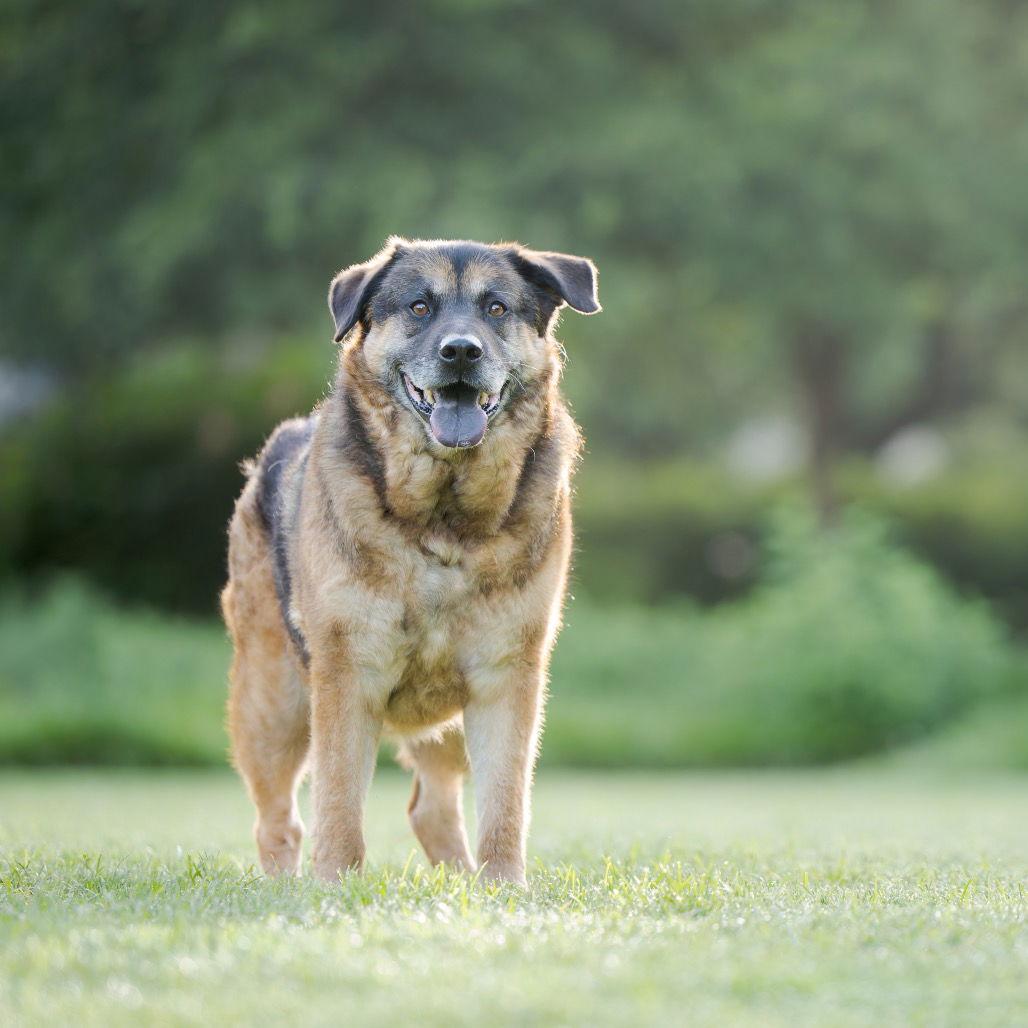 Pear, a Adoptable German Shepherd Dog in Dallas, TX image 2/3