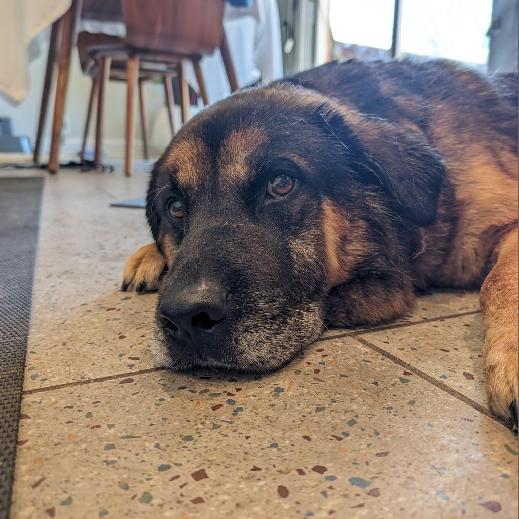 Pear, Adoptable, Senior Male German Shepherd Dog.