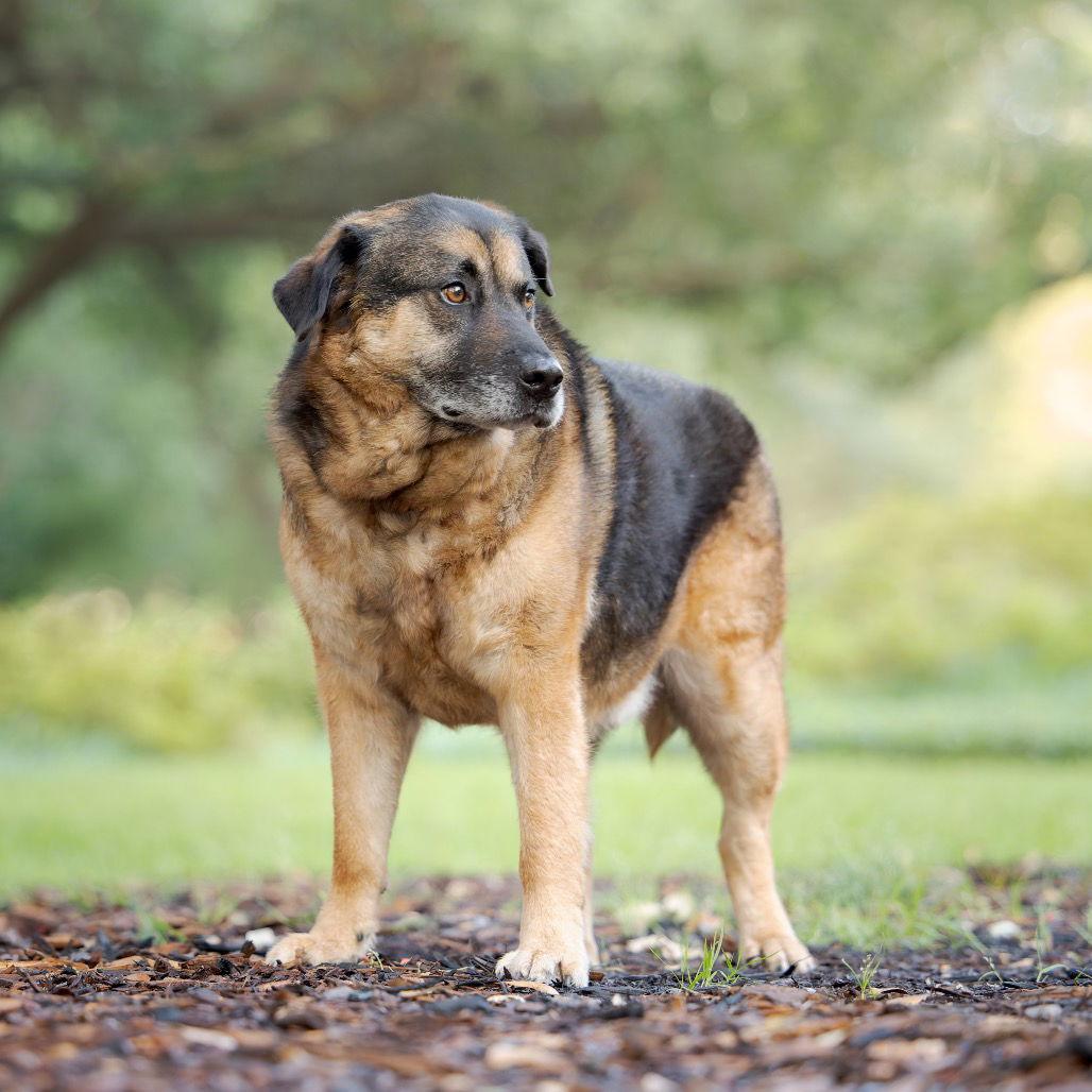 Enlarge Pear, a Adoptable German Shepherd Dog in Dallas, TX image 3/3