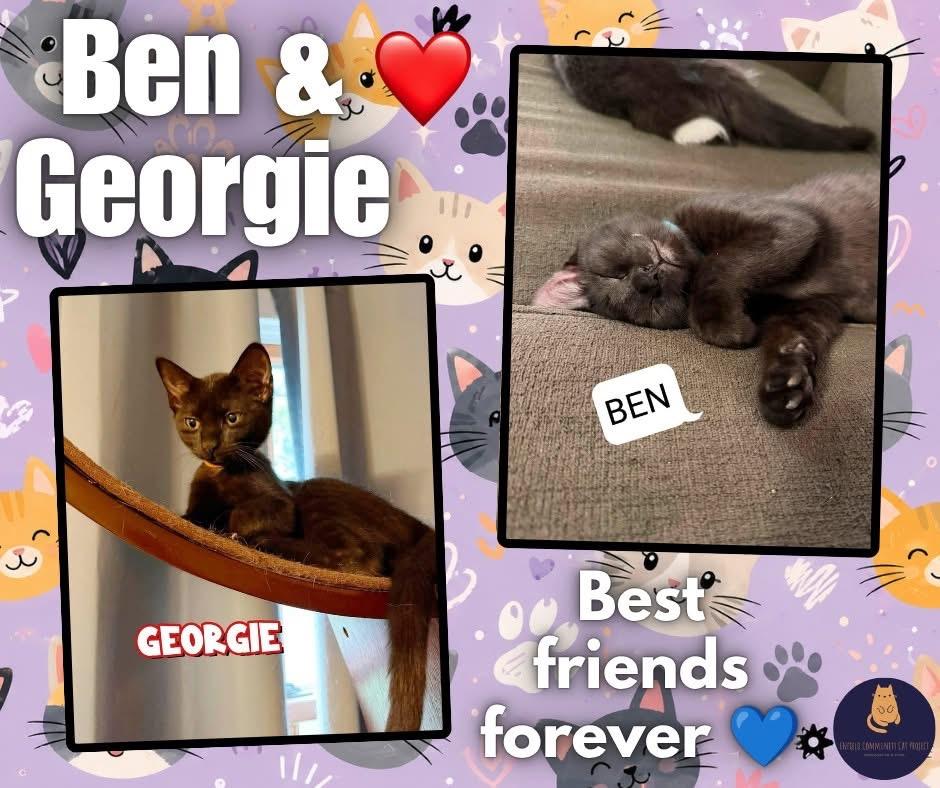 Enlarge Ben & Georgie bonded kittens, a ADOPTABLE Domestic Short Hair in Enfield, CT image 1/1