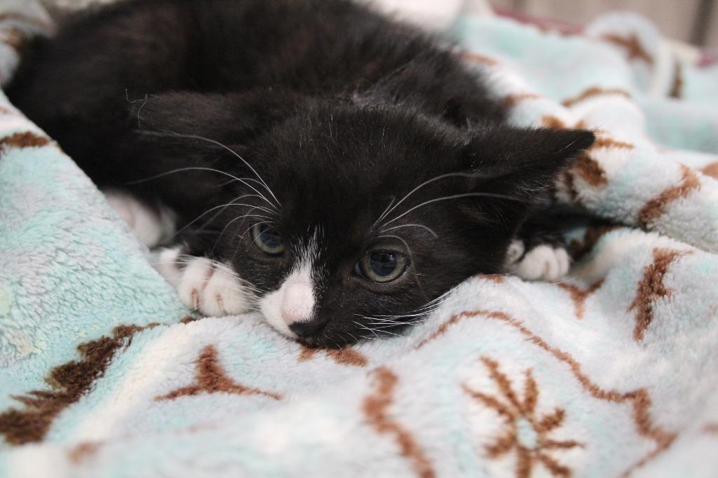 Dax, Adoptable, Kitten Male Domestic Long Hair.
