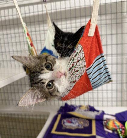 Sardine, Adoptable, Young Female Domestic Medium Hair.