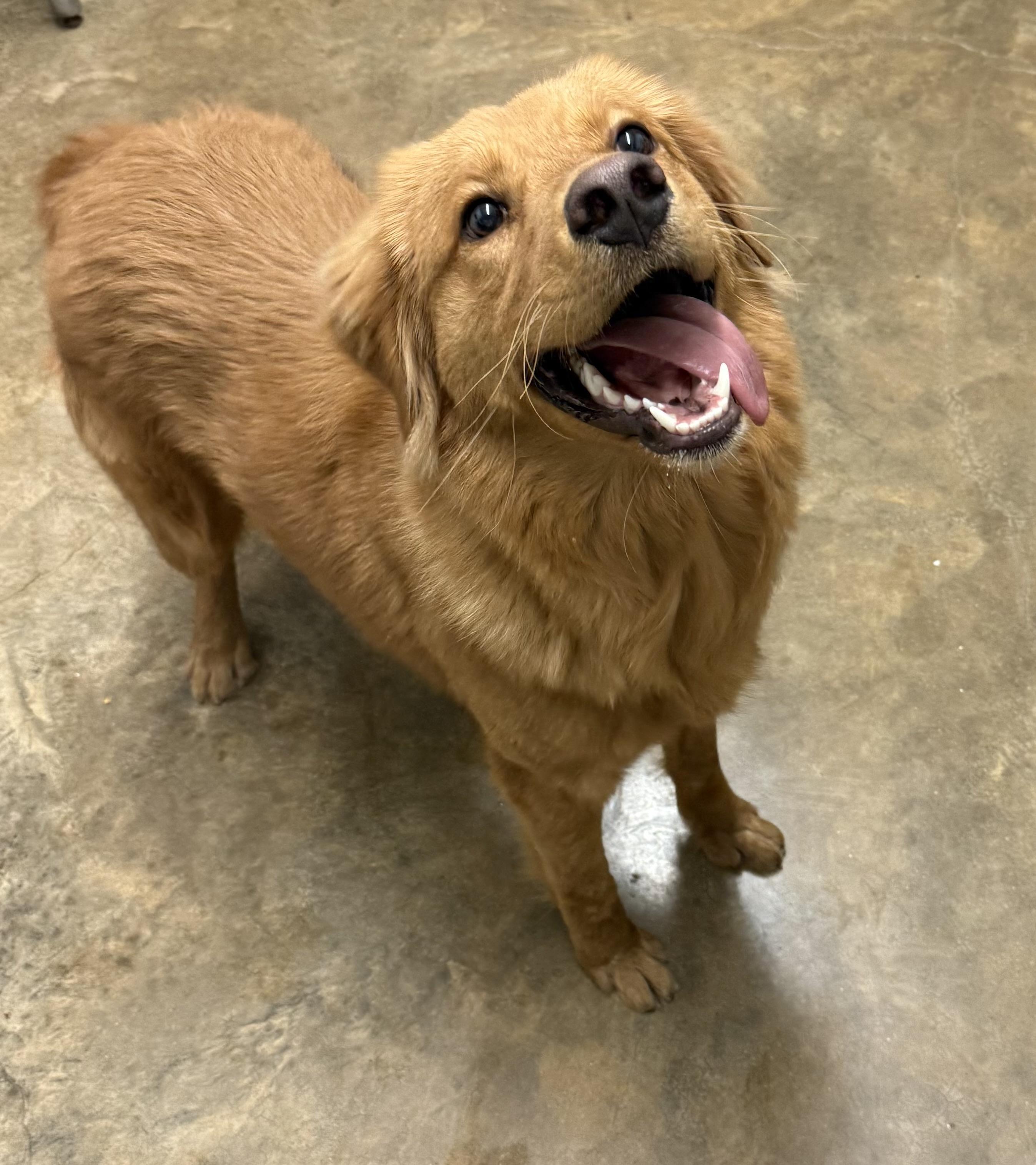 Enlarge Roger, a ADOPTABLE mixed breed in Vicksburg, MS image 2/3