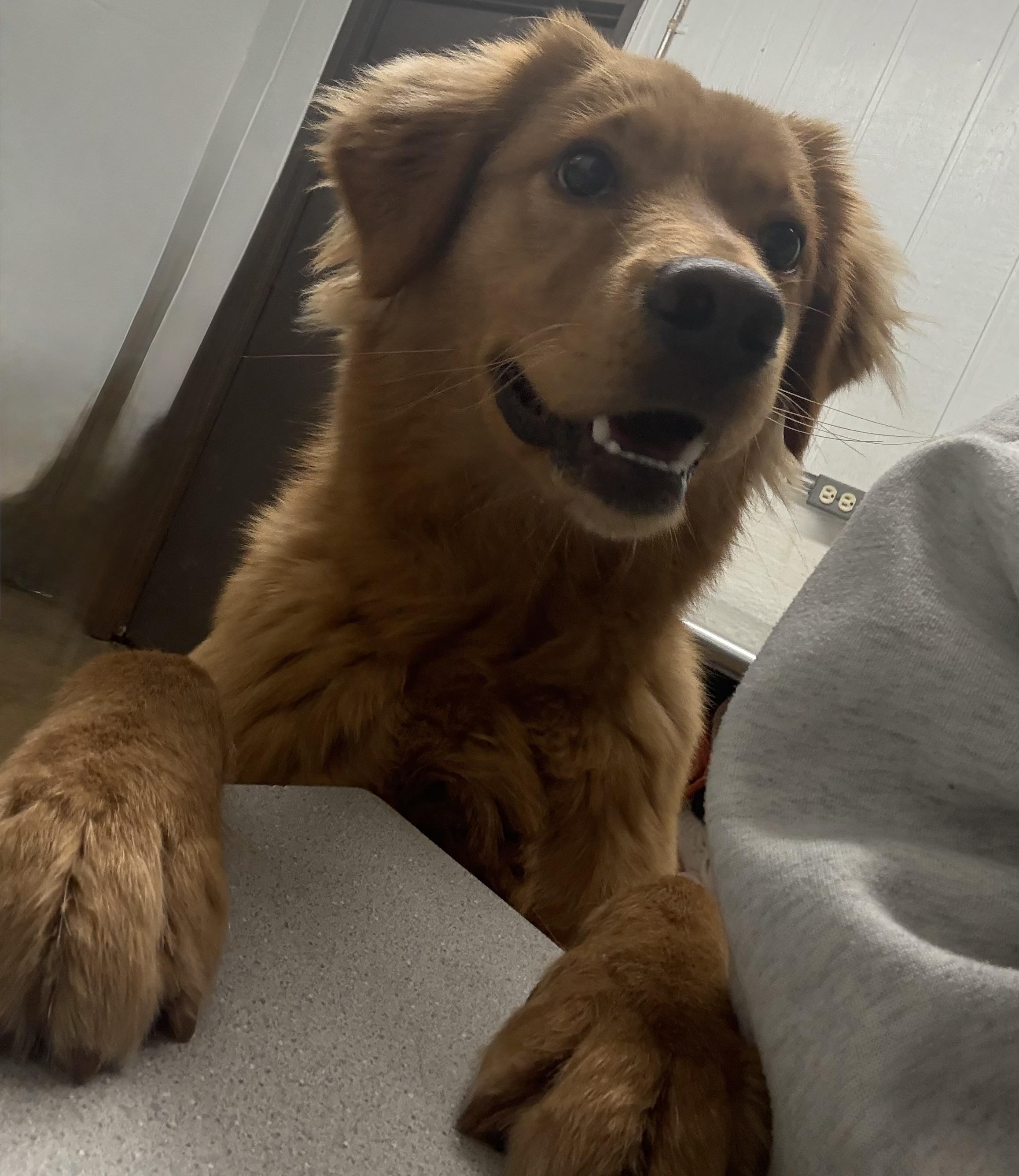 Enlarge Roger, a ADOPTABLE mixed breed in Vicksburg, MS image 1/3