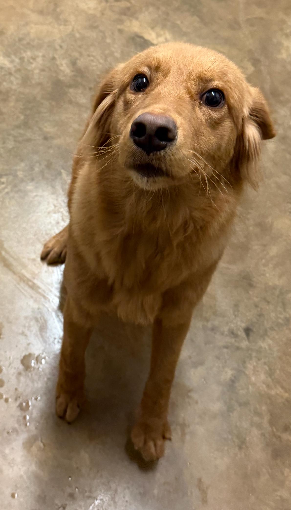 Roger, ADOPTABLE, Young Male Golden Retriever & Labrador Retriever.