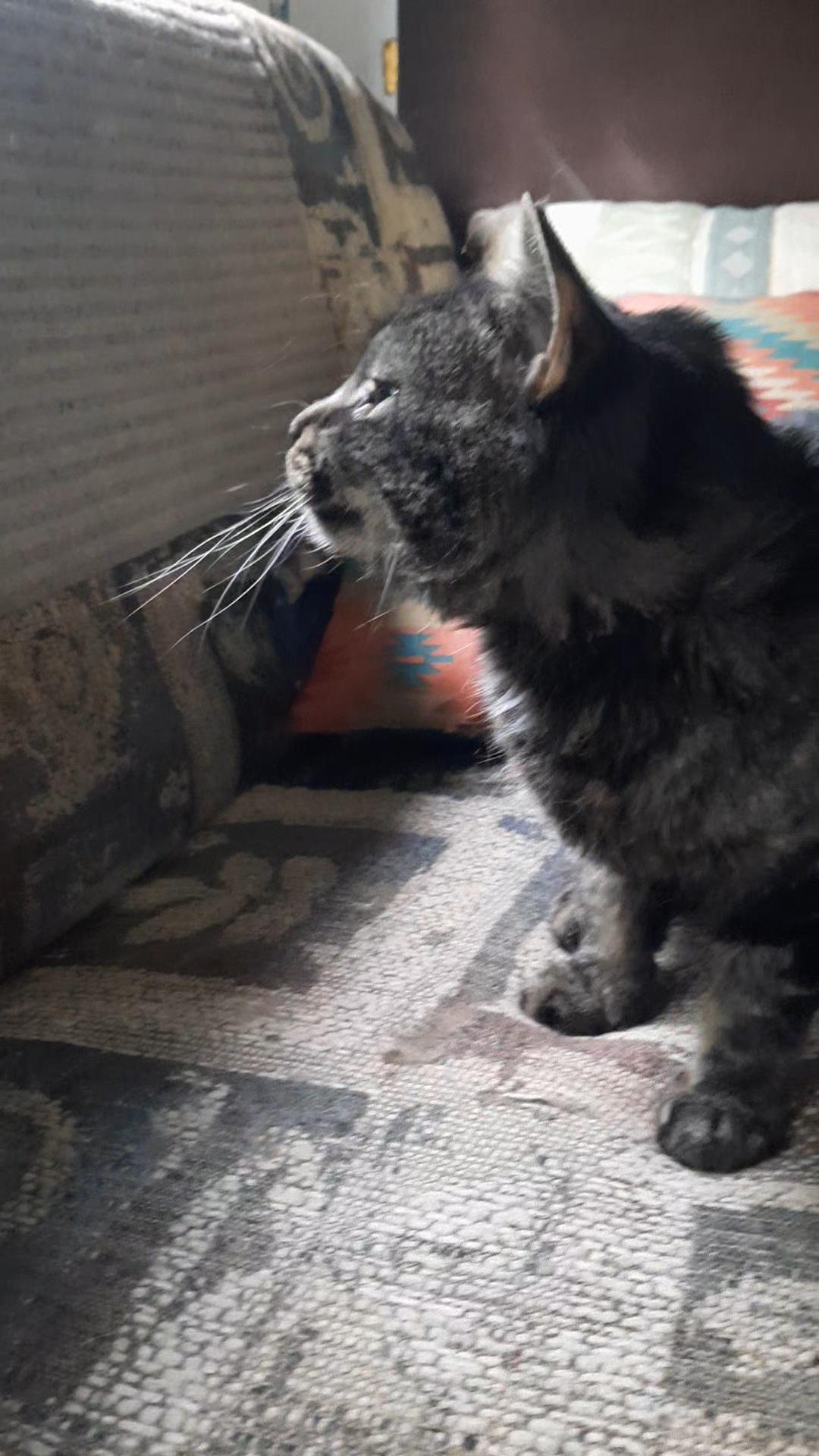 Andromeda, Adoptable, Adult Female Domestic Medium Hair.