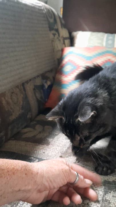 Enlarge Andromeda, a Adoptable Domestic Medium Hair in Eagle Bridge, NY video 2/2