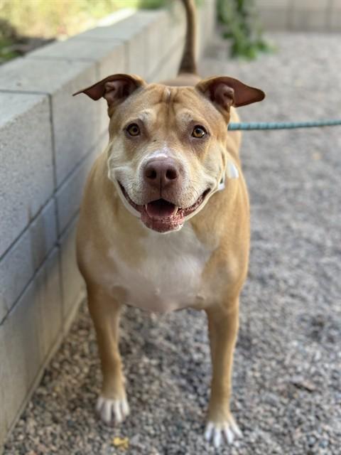 Enlarge TINY, a Adoptable mixed breed in Mesa, AZ image 1/1
