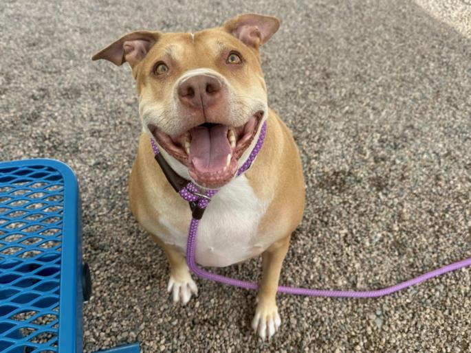TINY, Adoptable, Adult Female Pit Bull Terrier & Mixed Breed.