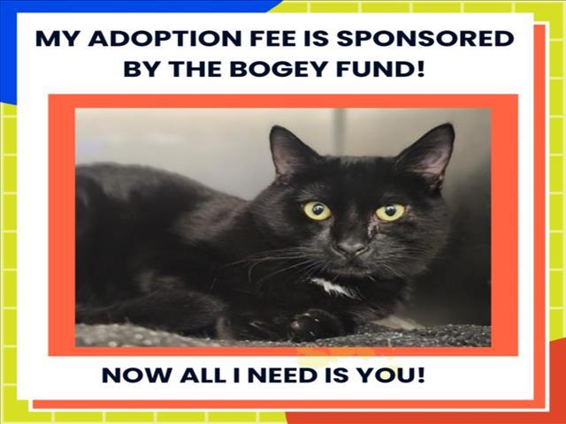 RICKY*, Adoptable, Young Male Domestic Short Hair.