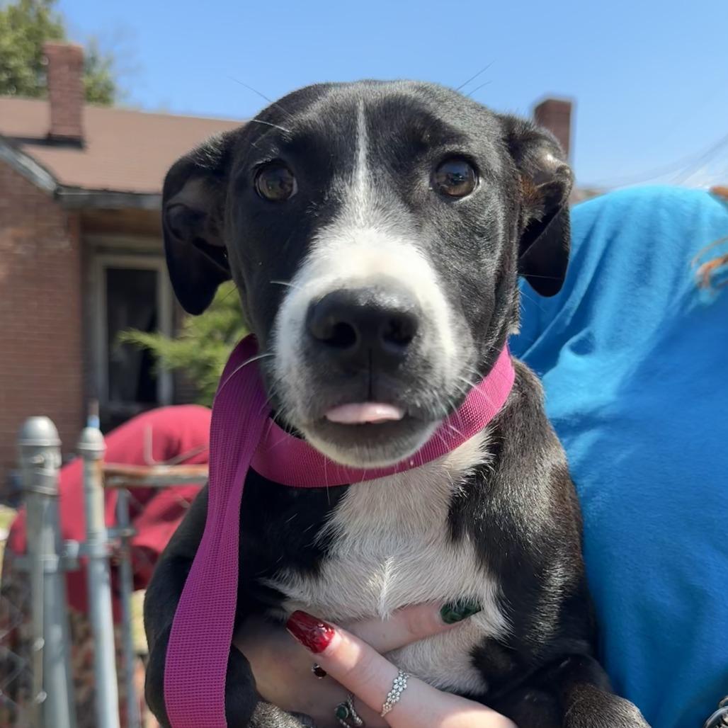 Red, Adoptable, Young Female Mixed Breed.