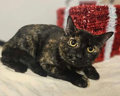 Freckles, Adoptable, Adult Female Domestic Short Hair & Domestic Short Hair.