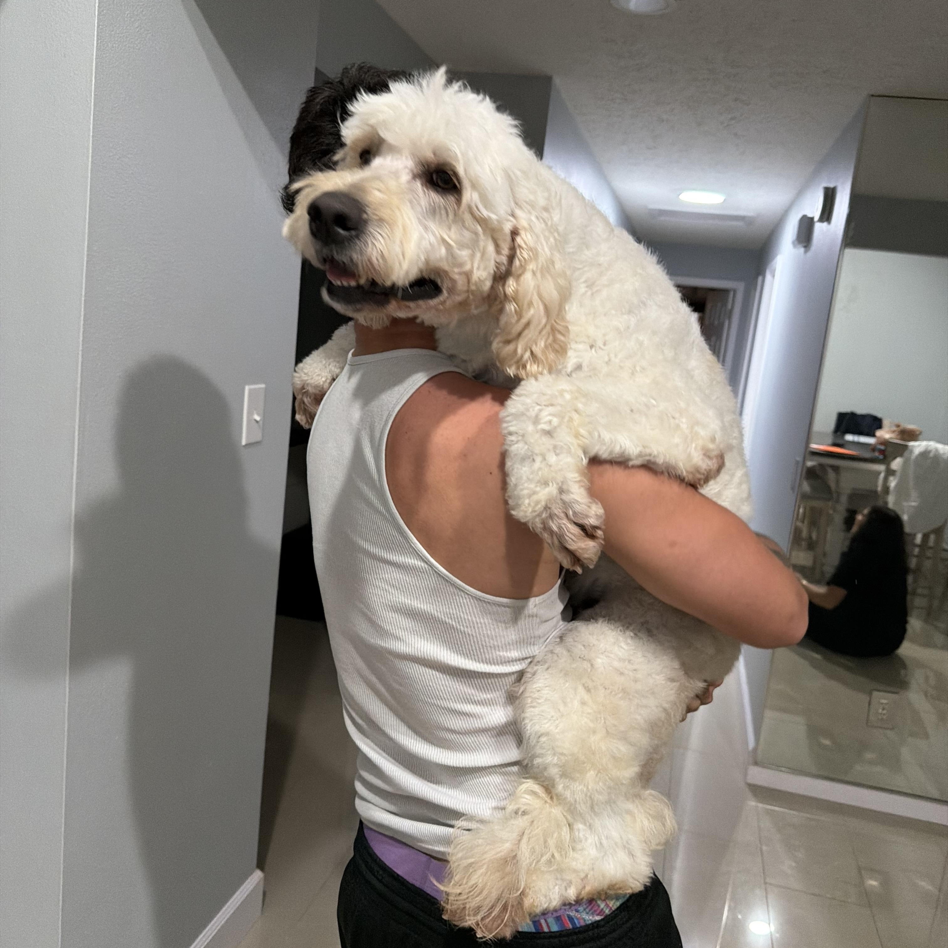 Roxy, a ADOPTABLE Goldendoodle in Sarasota, FL image 1/4