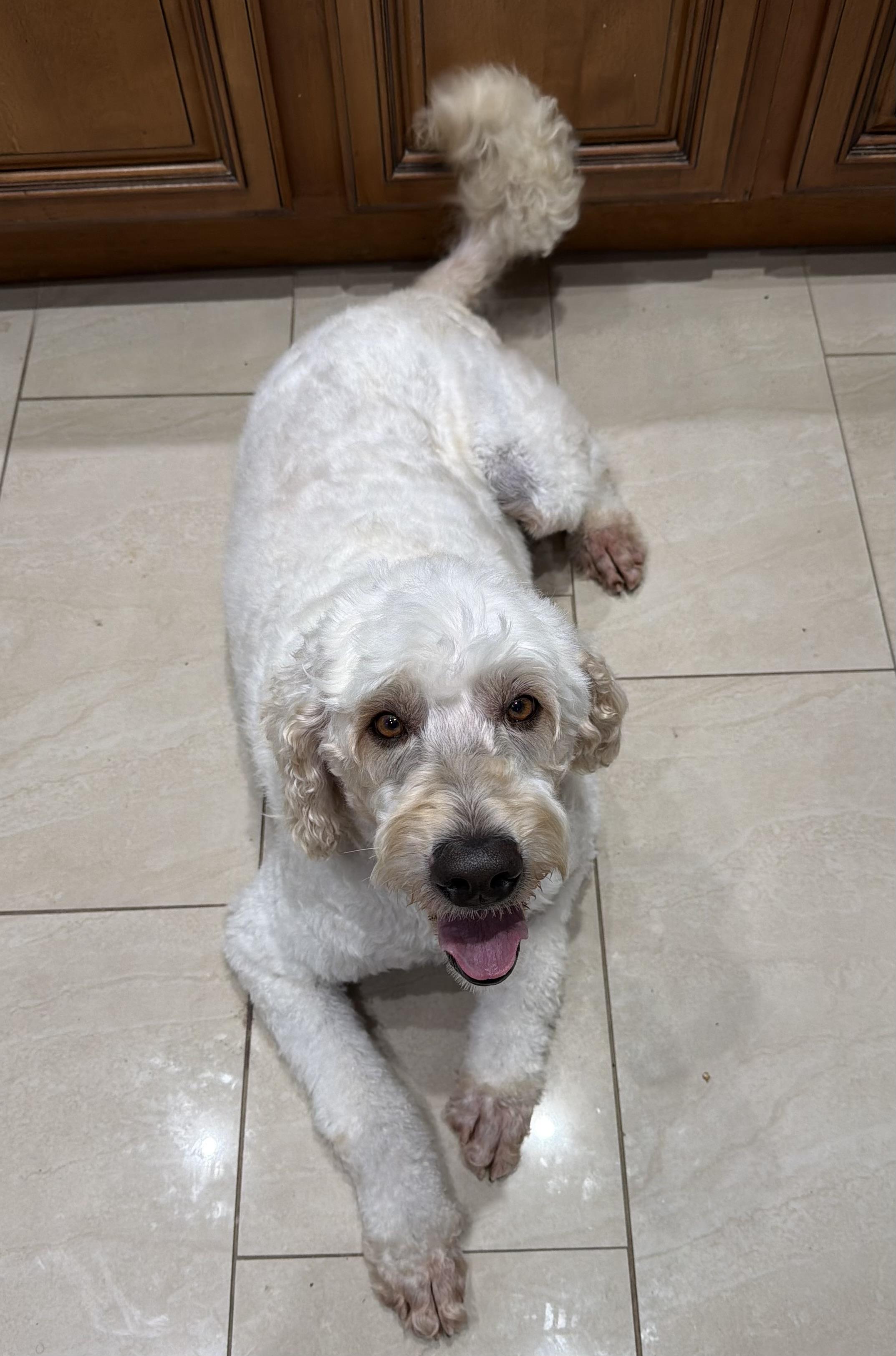 Roxy, a ADOPTABLE Goldendoodle in Sarasota, FL image 2/4