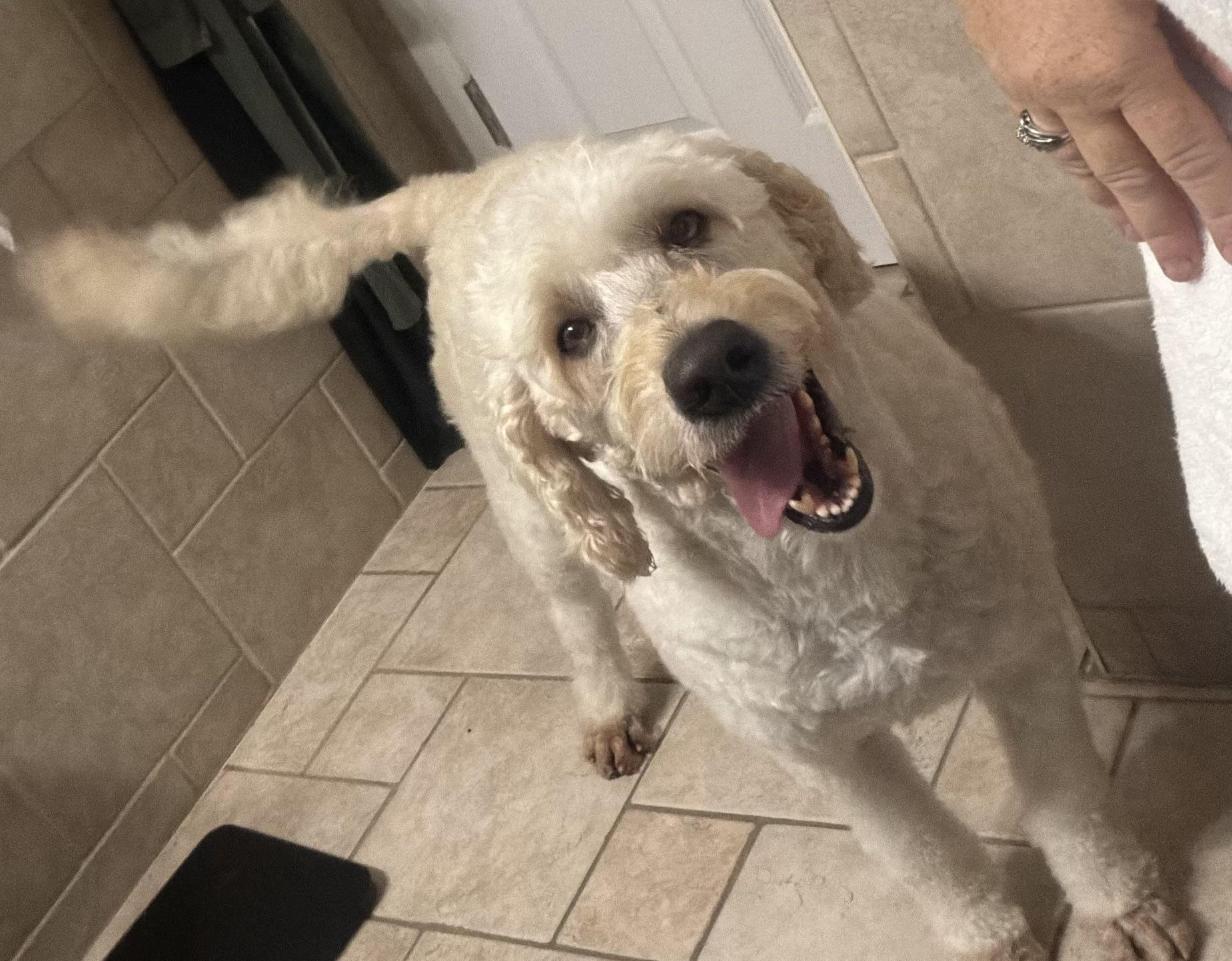 Roxy, a ADOPTABLE Goldendoodle in Sarasota, FL image 3/4
