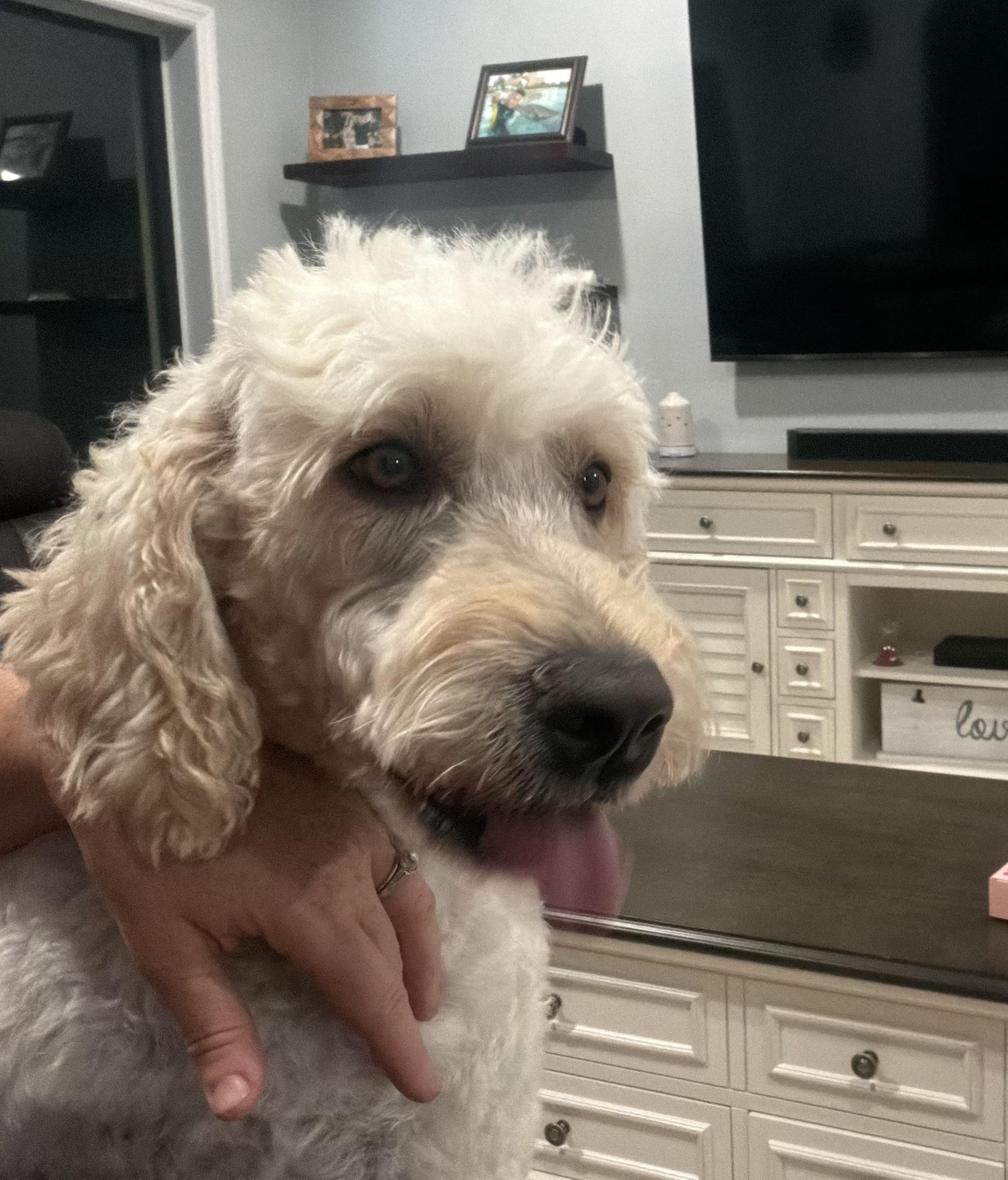 Roxy, a ADOPTABLE Goldendoodle in Sarasota, FL image 4/4
