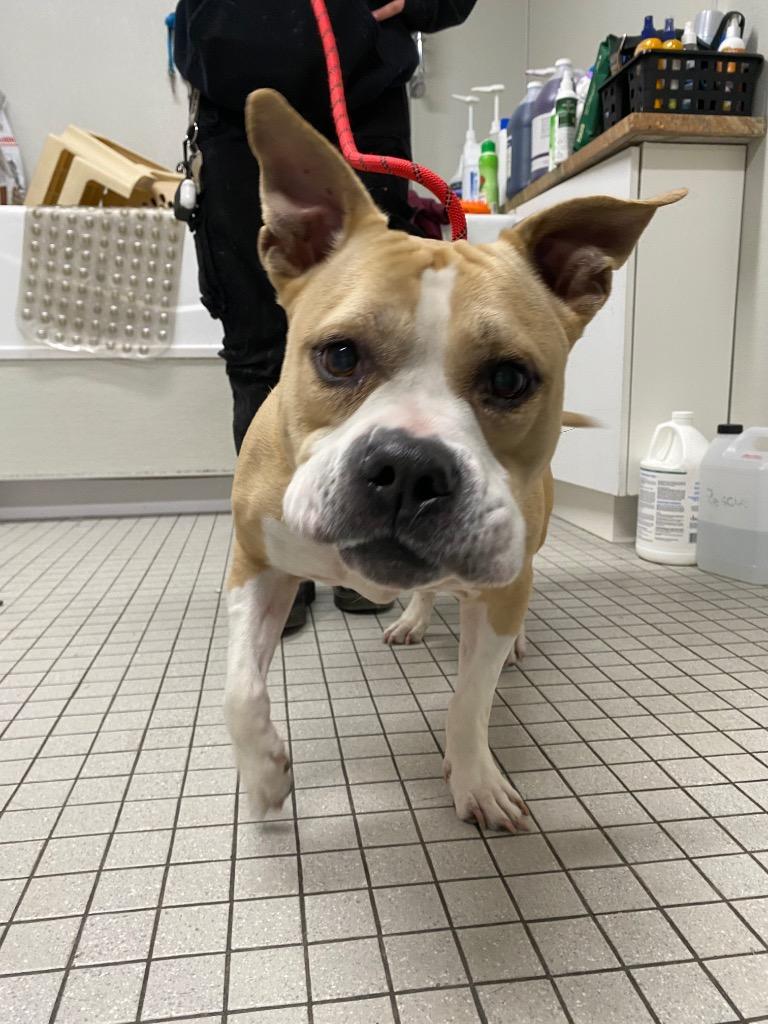 Penelope, Adoptable, Adult Female American Bulldog & Mixed Breed.