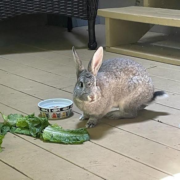 Denny with IHop-In foster, Adoptable, Young Male American.