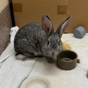 Enlarge Denny with IHop-In foster, a Adoptable American in Springfield, MA image 2/5