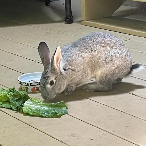 Enlarge Denny with IHop-In foster, a Adoptable American in Springfield, MA image 4/5