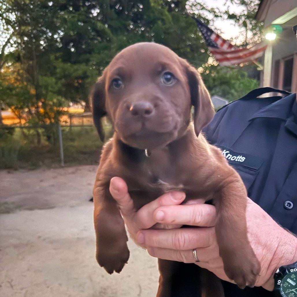 Brulee, Adoptable, Puppy Male Mixed Breed.