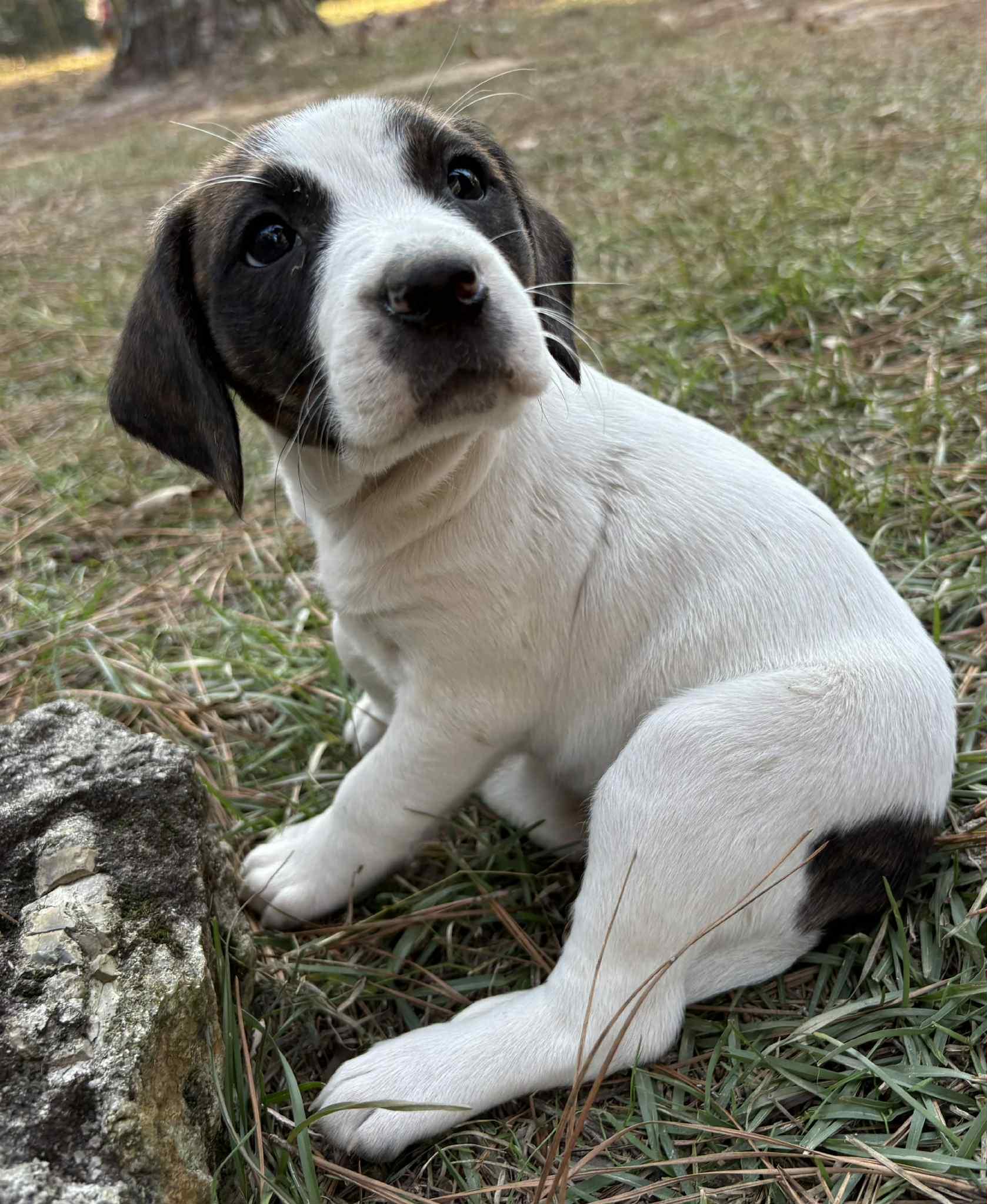 Dumpling, Adopted, Young Female English Coonhound & Basset Hound.