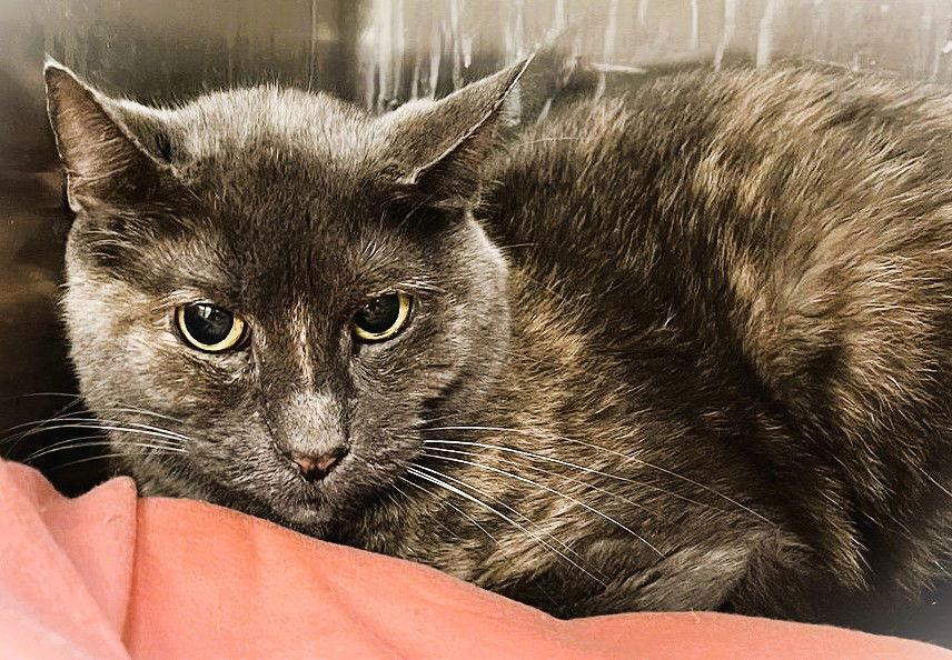 Perfect Patches thumbnail 2