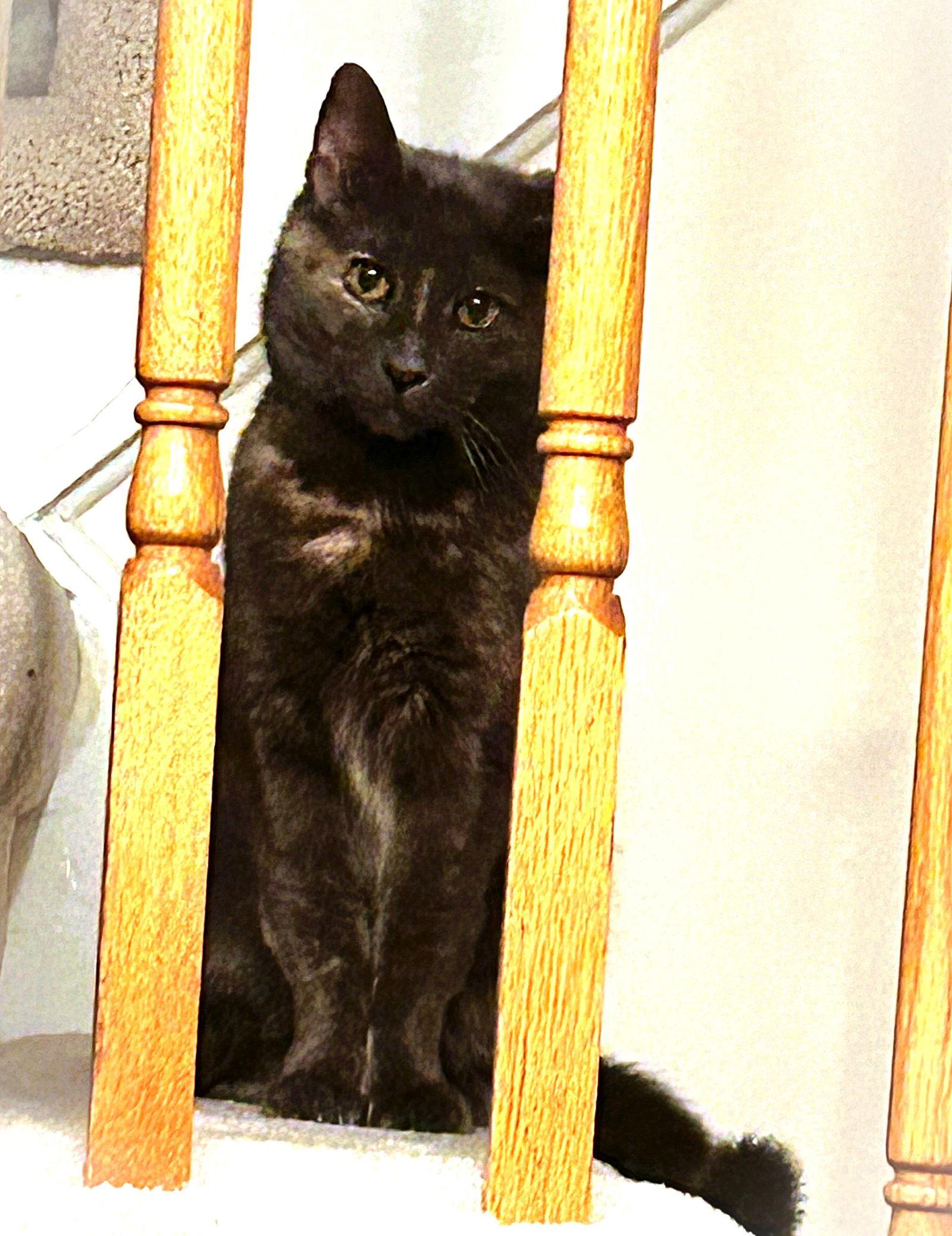 Perfect Patches thumbnail 3