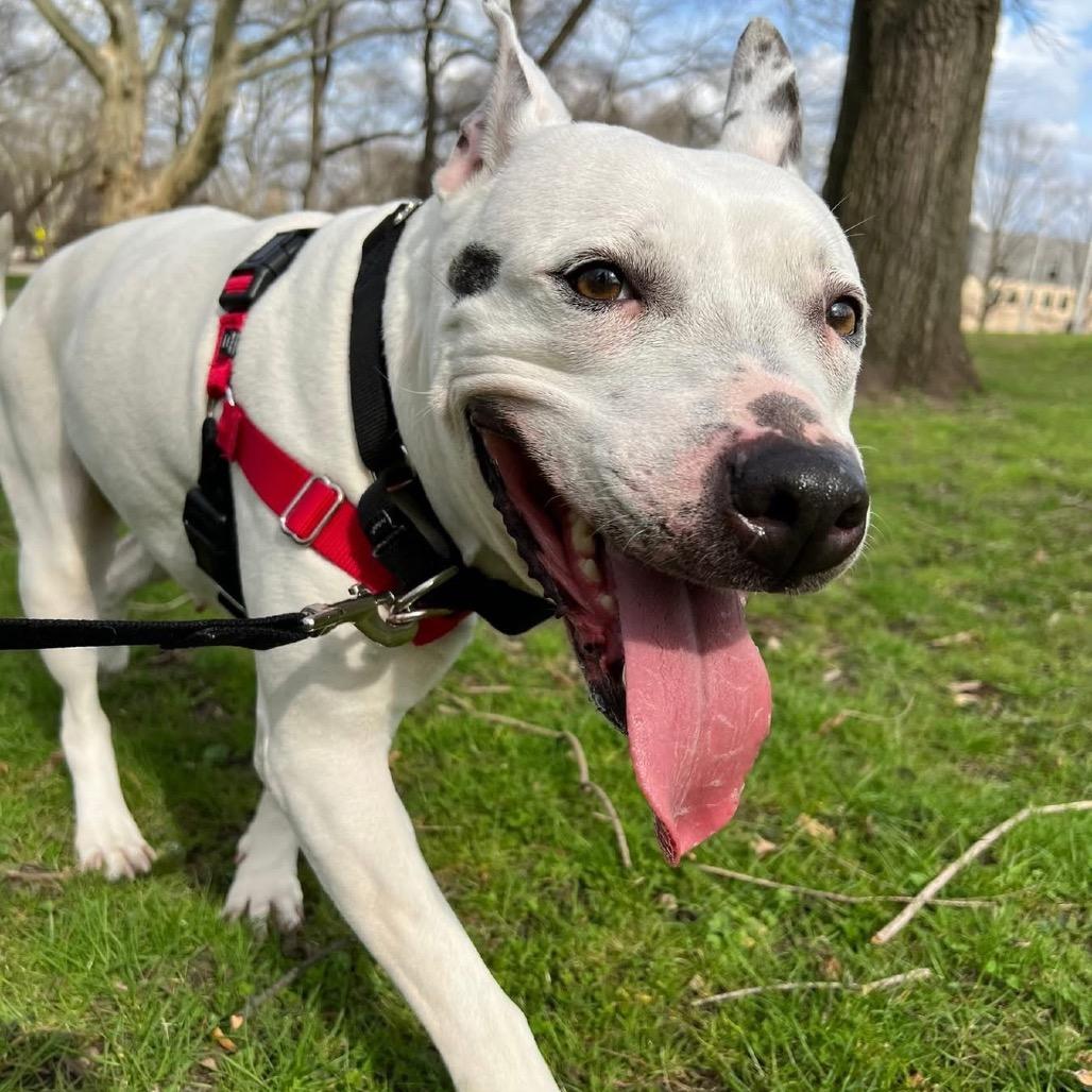 Gabby, Adoptable, Adult Female Mixed Breed.