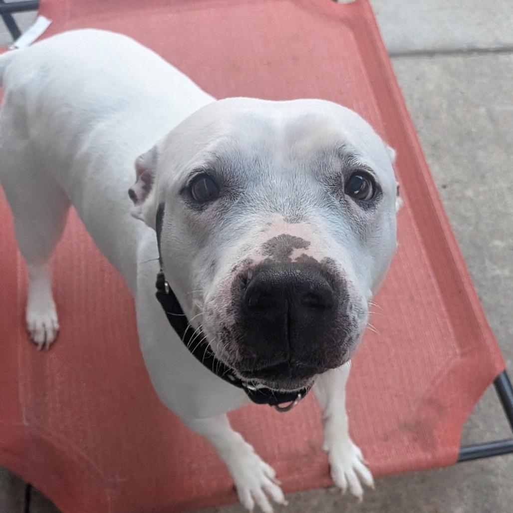 Enlarge Gabby, a Adoptable Mixed Breed in Pittsburgh, PA image 2/6