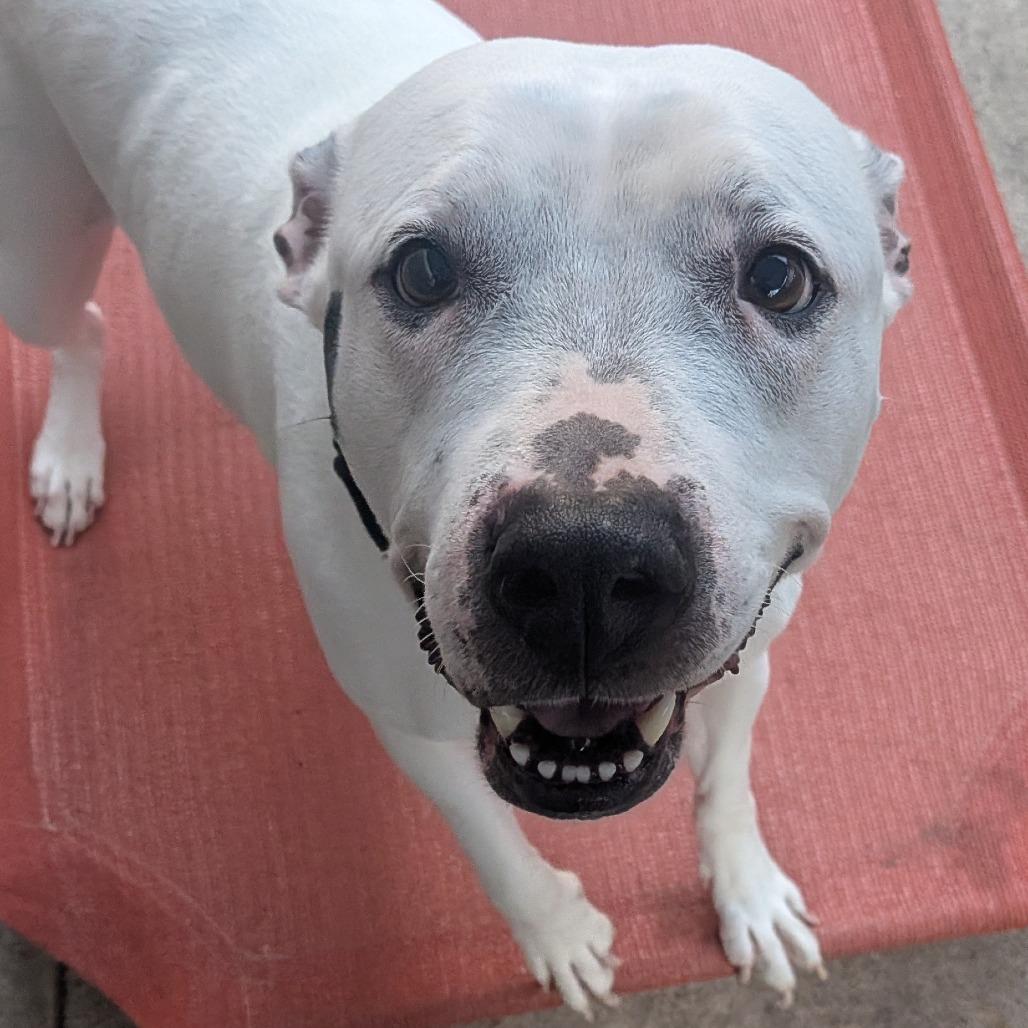 Enlarge Gabby, a Adoptable Mixed Breed in Pittsburgh, PA image 3/6