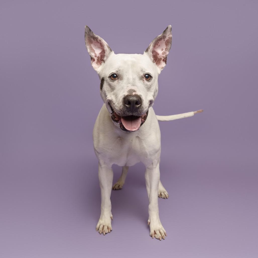 Enlarge Gabby, a Adoptable Mixed Breed in Pittsburgh, PA image 4/6