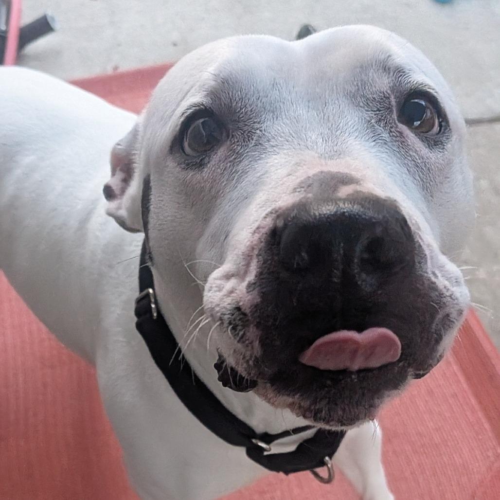 Enlarge Gabby, a Adoptable Mixed Breed in Pittsburgh, PA image 5/6