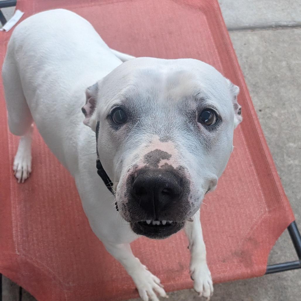 Enlarge Gabby, a Adoptable Mixed Breed in Pittsburgh, PA image 6/6