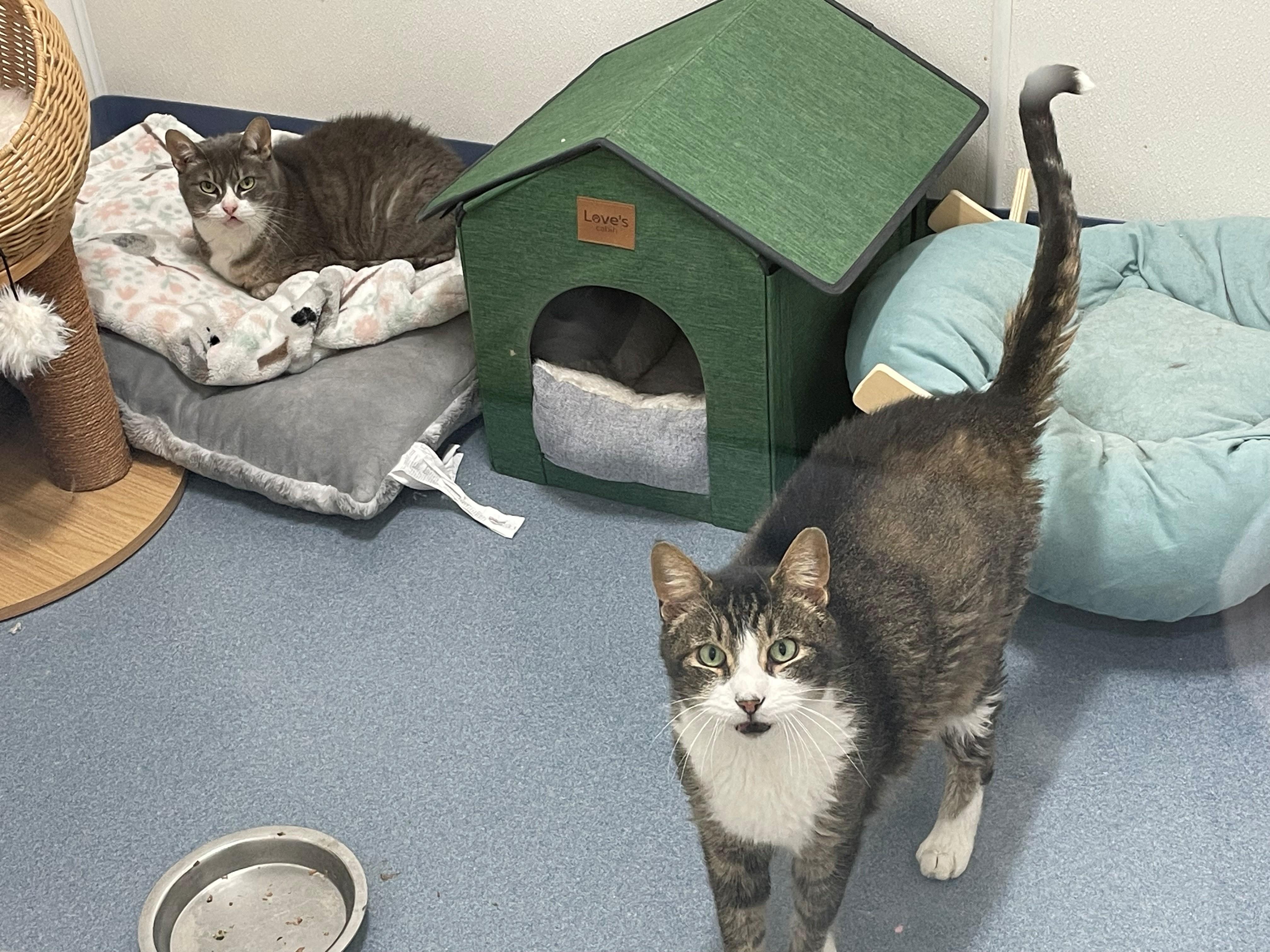 Rocky Tag 646 & Misty Tag 649 - BONDED PAIR, adopted, Senior Female Domestic Short Hair.