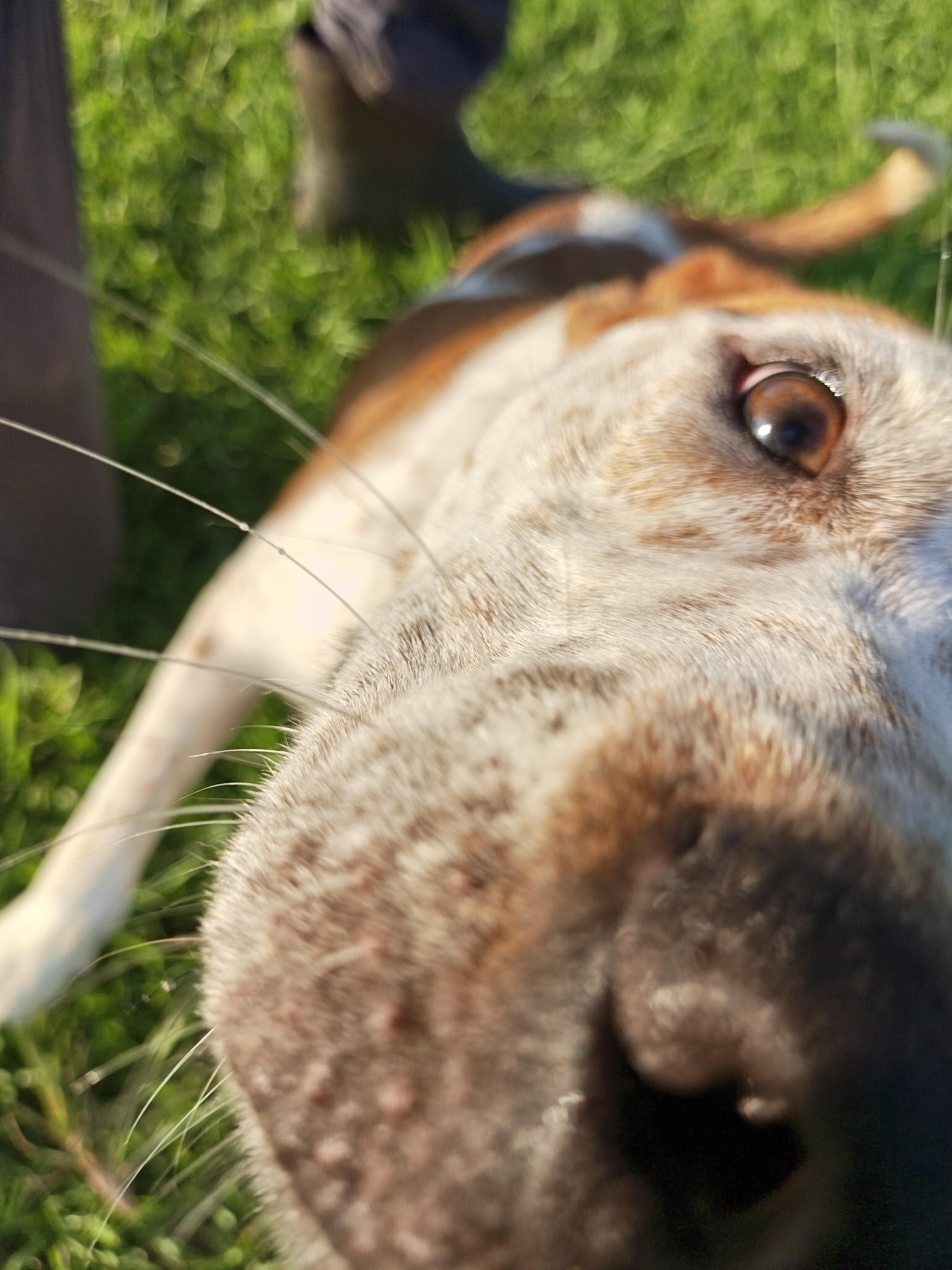 Enlarge Sarah, a Adoptable mixed breed in Danville, VA image 6/6