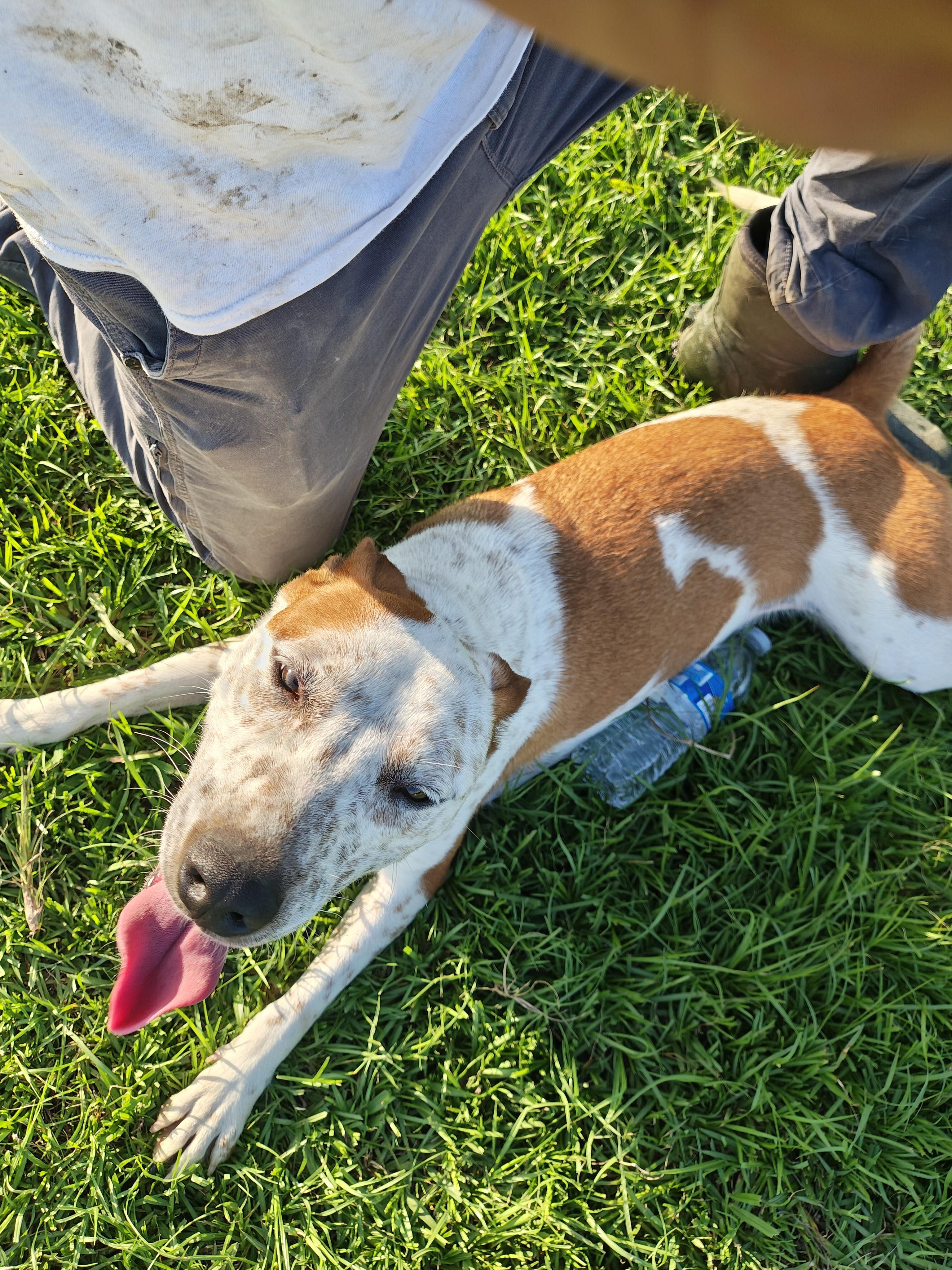 Enlarge Sarah, a Adoptable mixed breed in Danville, VA image 1/6