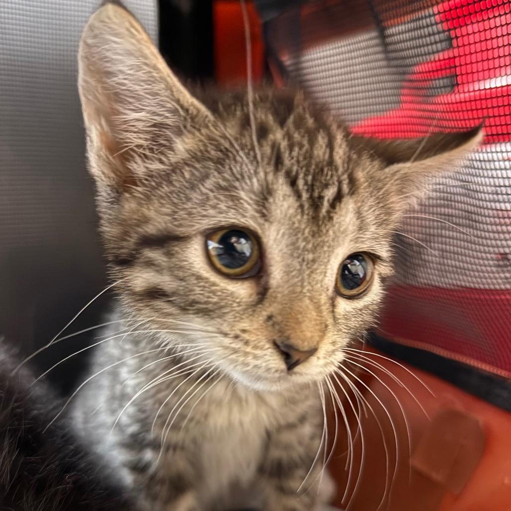 Enlarge Echo, a Adoptable Domestic Short Hair in Troy, VA image 1/2