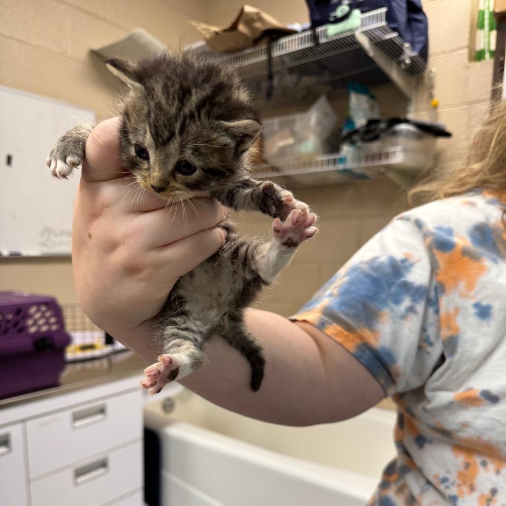 Enlarge Echo, a Adoptable Domestic Short Hair in Troy, VA image 2/2