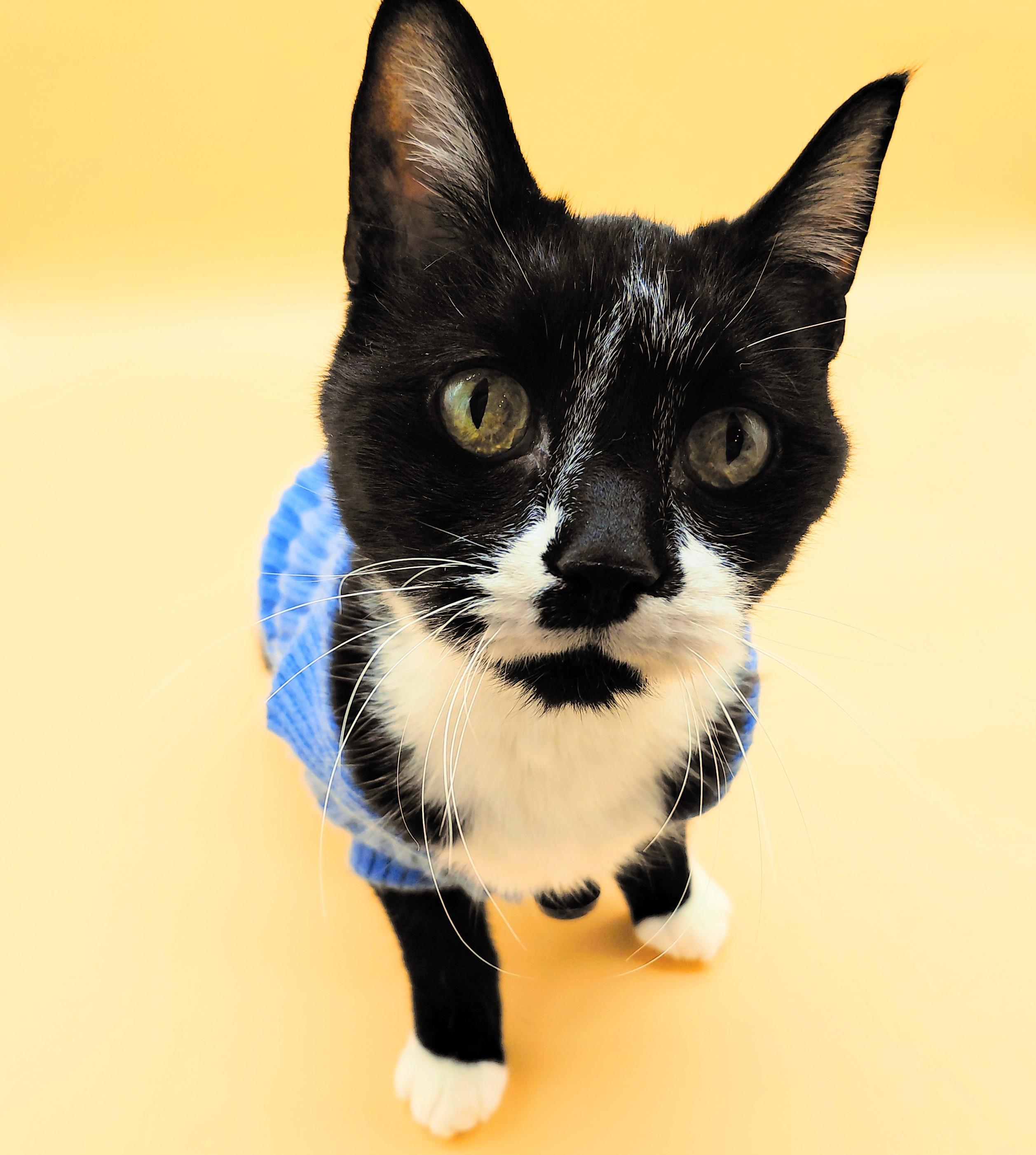 James Bond — thumbnail 2