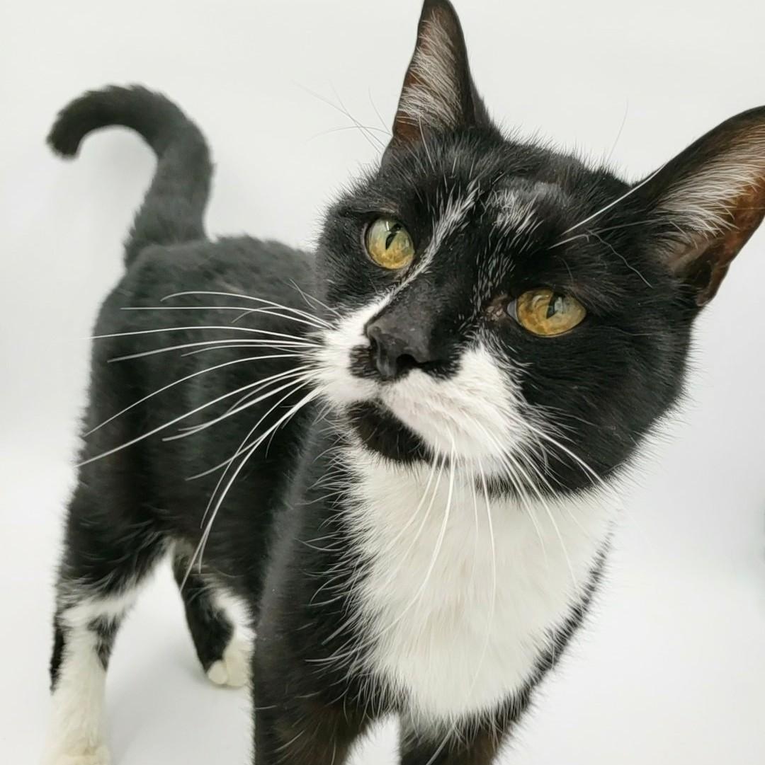 James Bond, Senior Male Domestic Short Hair