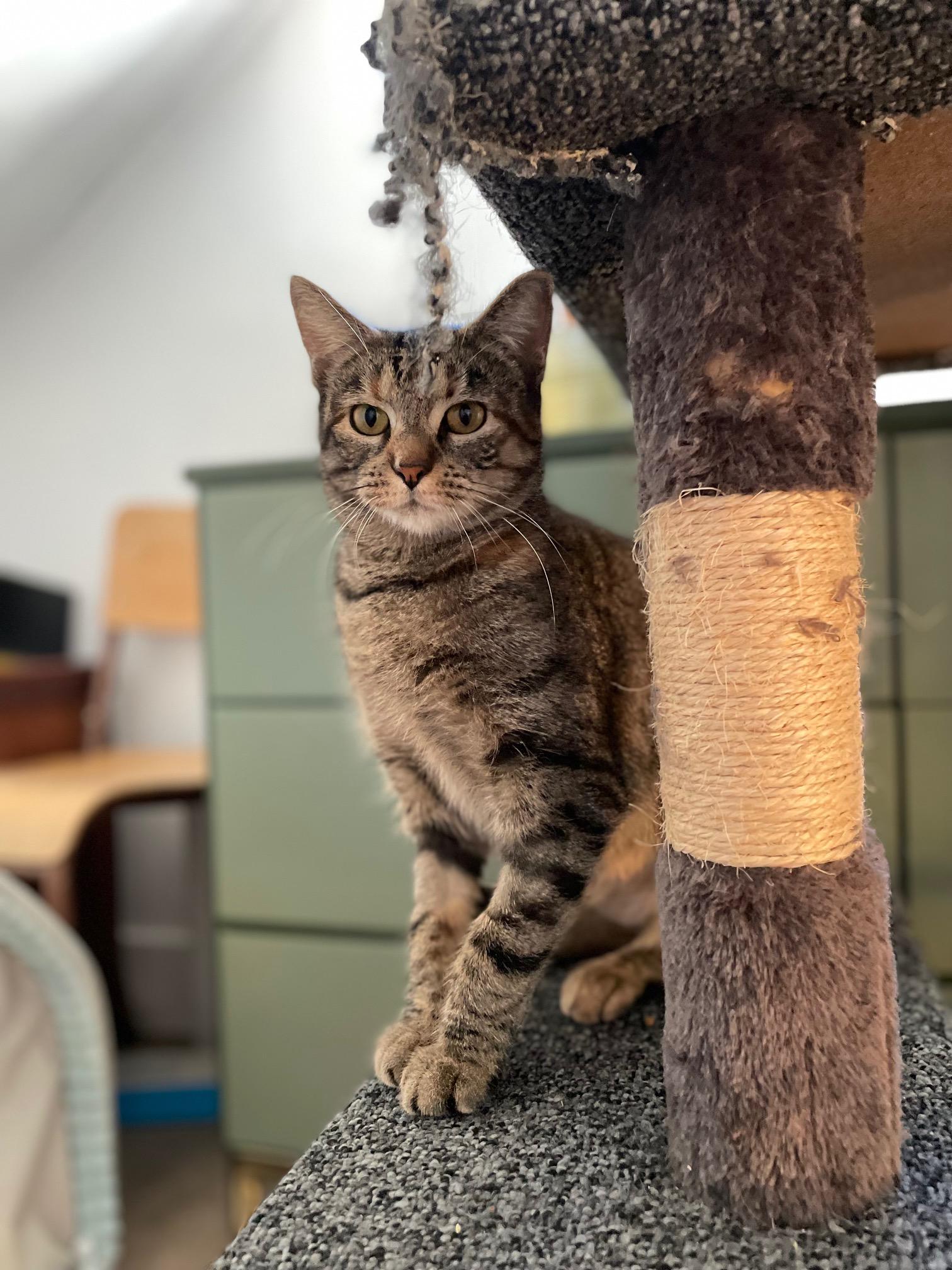Enlarge Dorothy, a ADOPTABLE Tabby in Mission, BC image 4/4