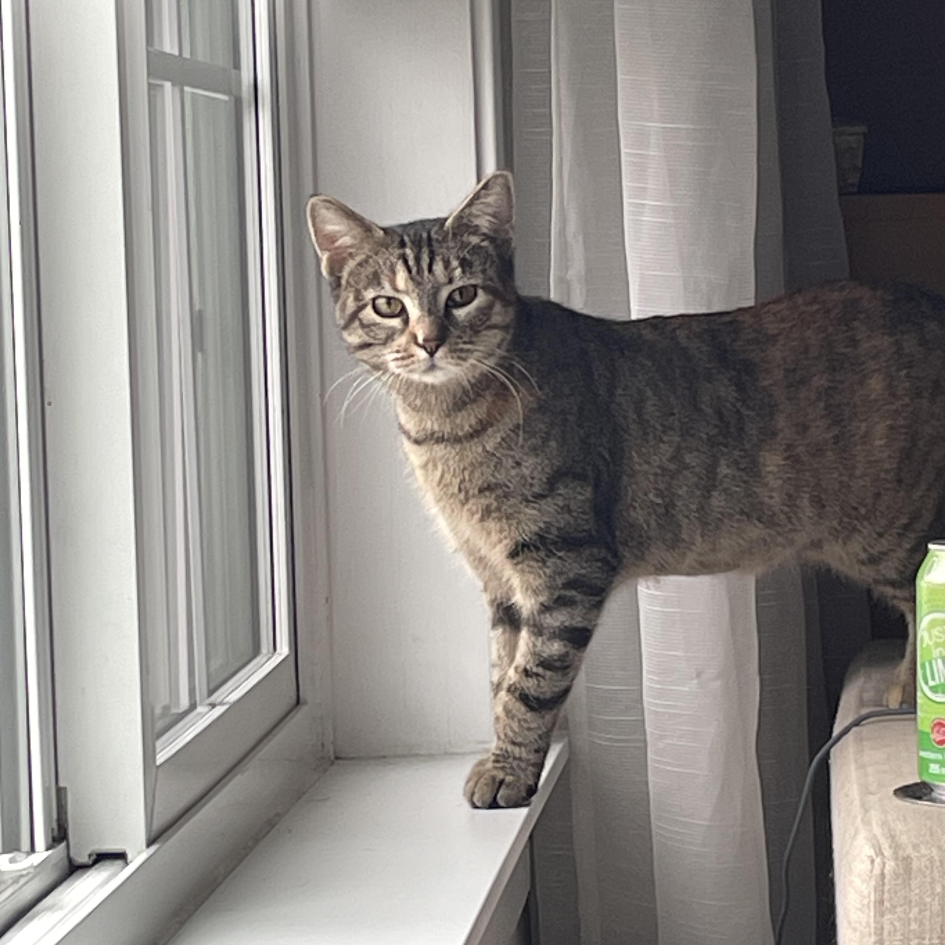 Dorothy, ADOPTABLE, Adult Female Tabby.