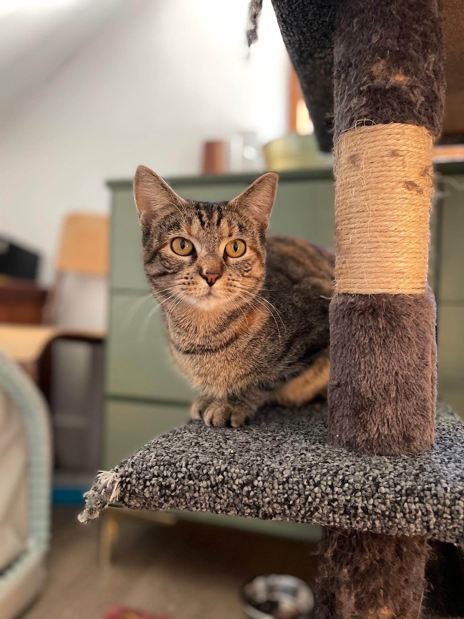 Dorothy, ADOPTABLE, Young Female Tabby.