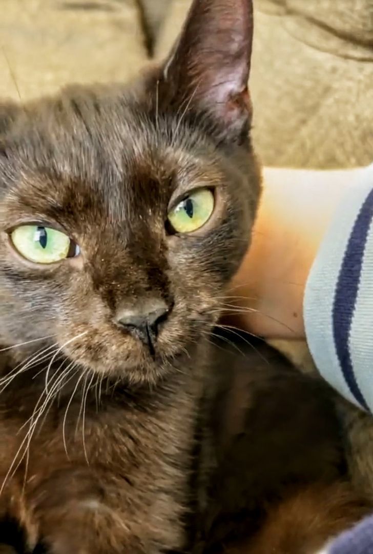 Enlarge Jade, a Adopted Domestic Short Hair in Montreal, QC image 1/6